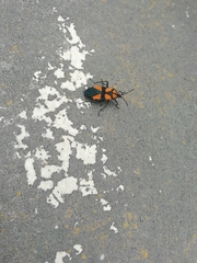 Oncopeltus orourkeae