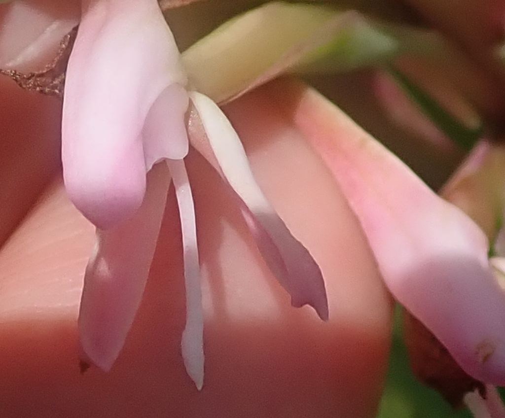 Disa patula