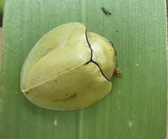 Paraselenis