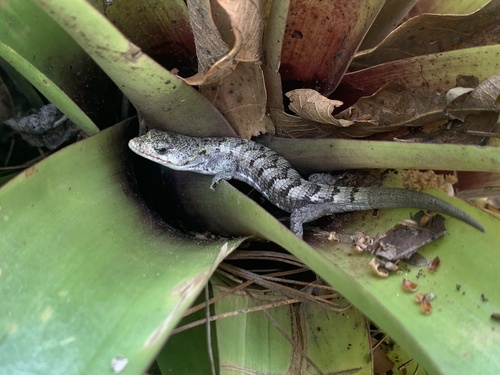 Red-lipped Arboreal Alligator Lizard
