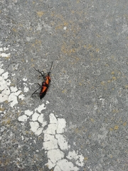 Oncopeltus orourkeae