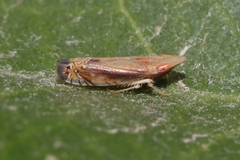 Scaphytopius majestus