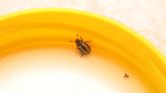 Desmogramma