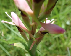 Disa patula