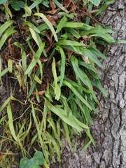 Pyrrosia adnascens