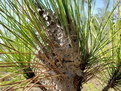 Crematogaster parapilosa