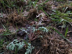 Corydalis glaucescens