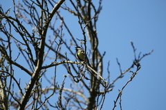 Parus major newtoni