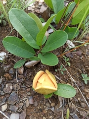 Annona warmingiana