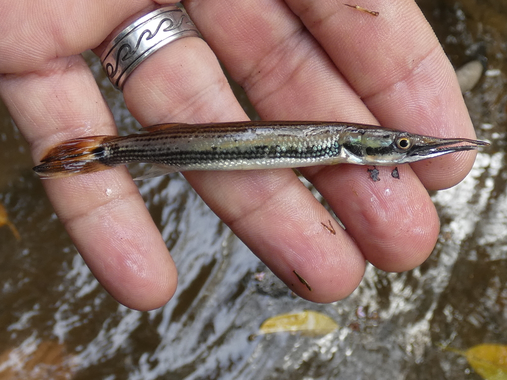 Rocket gar (Ctenolucius beani) — Ctenoluciidae