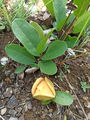 Annona warmingiana