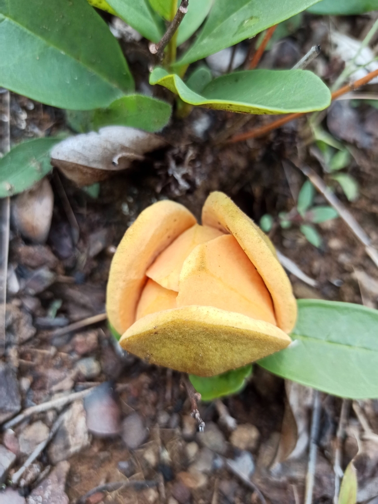 Annona warmingiana