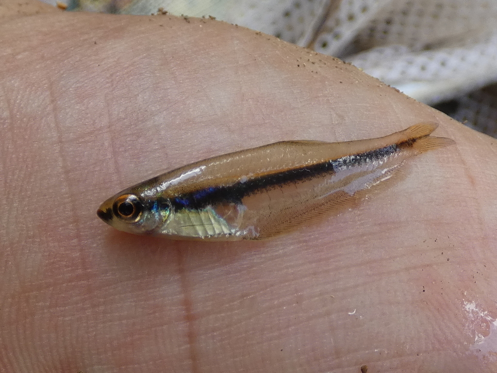 Barred glass tetra (Phenagoniates macrolepis) — Characidae