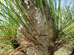 Crematogaster parapilosa