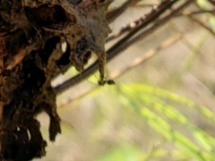 Crematogaster parapilosa