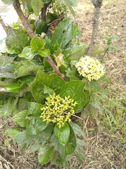 Premna