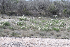 Amsonia longiflora