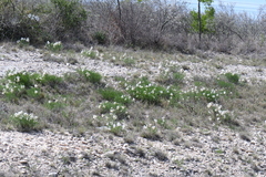 Amsonia longiflora