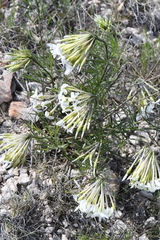 Amsonia longiflora
