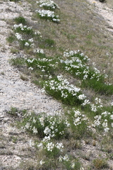Amsonia longiflora