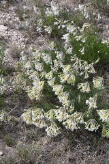 Amsonia longiflora