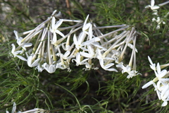 Amsonia longiflora