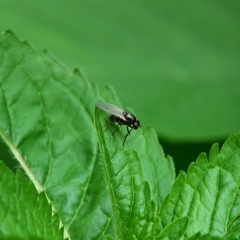 Diptera