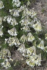 Amsonia longiflora
