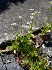 Valerianella radiata