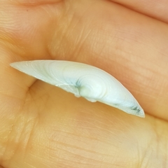Dosinia lupinus