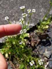 Valerianella radiata