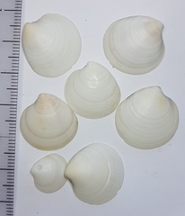 Dosinia lupinus