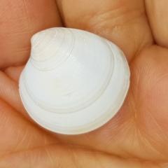 Dosinia lupinus