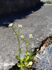 Valerianella radiata