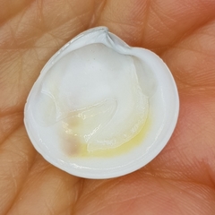 Dosinia lupinus