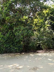 Scaevola taccada