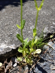Valerianella radiata