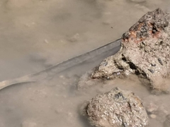 Periophthalmus modestus