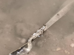 Periophthalmus modestus