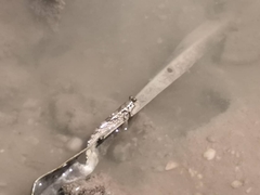 Periophthalmus modestus