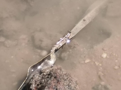 Periophthalmus modestus