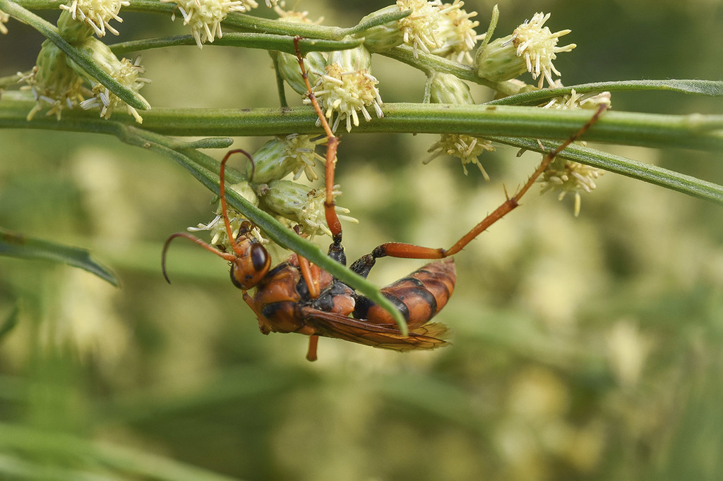 Tachypompilus xanthopterus