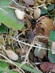 Andrena
