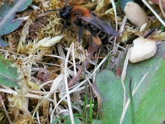 Andrena