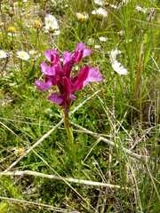 Anacamptis papilionacea grandiflora