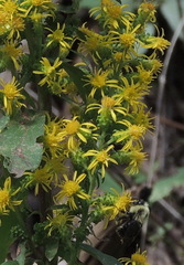 Solidago squarrosa