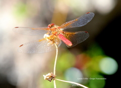 Sympetrum illotum