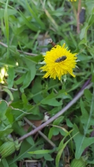 Acmaeodera neglecta neoneglecta