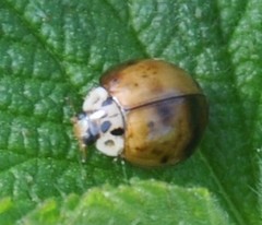 Harmonia axyridis