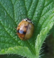Harmonia axyridis